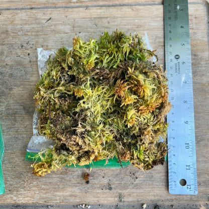 Pile of moss on top of a sand which bag. A ruler placed next to the pile shows it to be about 6 inches in length. The moss ranges in color from green to red to yellow-green