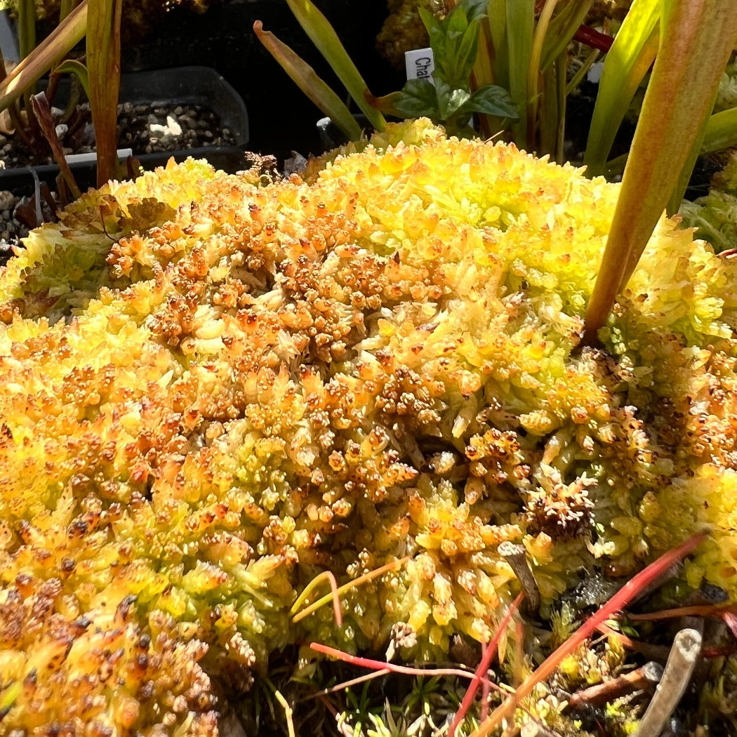 Close up of moss growing in a pot with sarracenia plants in the fore and background.