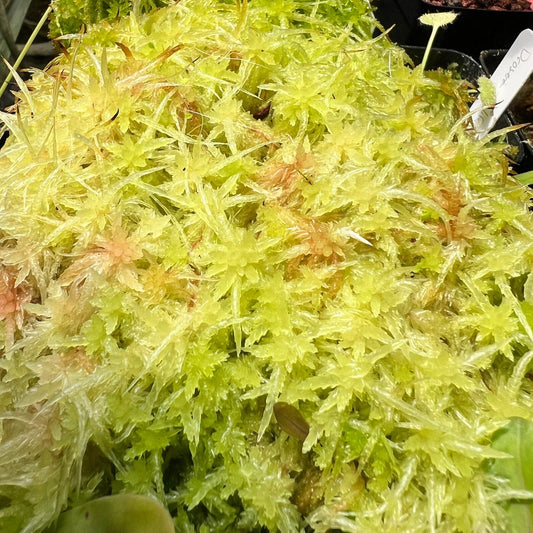 Photo of a mound of live green and red sphagnum moss for sale that is great for terrariums, pots, or bogs. Sandwich bag sizes available. Great companion plant or top dressing for tropical or temperate carnivorous plants and orchids. 