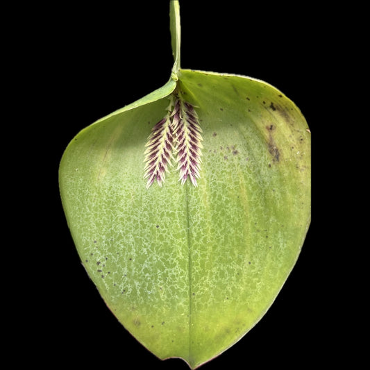 Pleurothallis pectinata - Cloud Forest Flora