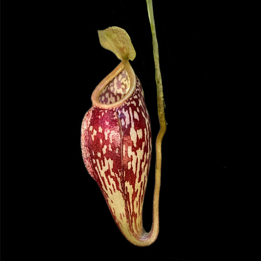 Nepenthes glabrata x aristolochioides - Cloud Forest Flora