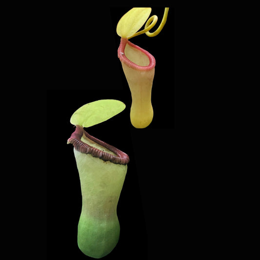 Nepenthes ventricosa “Black Peristome” MT ♀ - Cloud Forest Flora