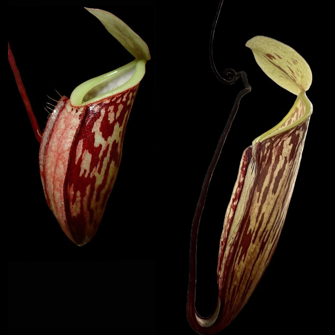 Two nepenthes glabrata pitchers set against a black background. The left pitcher is an upper pitcher and is red with some streaks of green. The right pitcher is a lower pitcher and is also red with streaks of green. The lip is green on both pitchers.