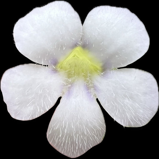 Pinguicula agnata El Lobo - Cloud Forest Flora