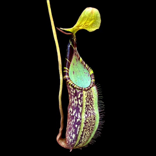 Nepenthes spectabilis (BE-3768 x BE-3768) - Cloud Forest Flora