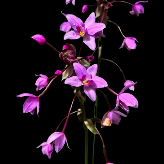 Spathoglottis plicata - Cloud Forest Flora