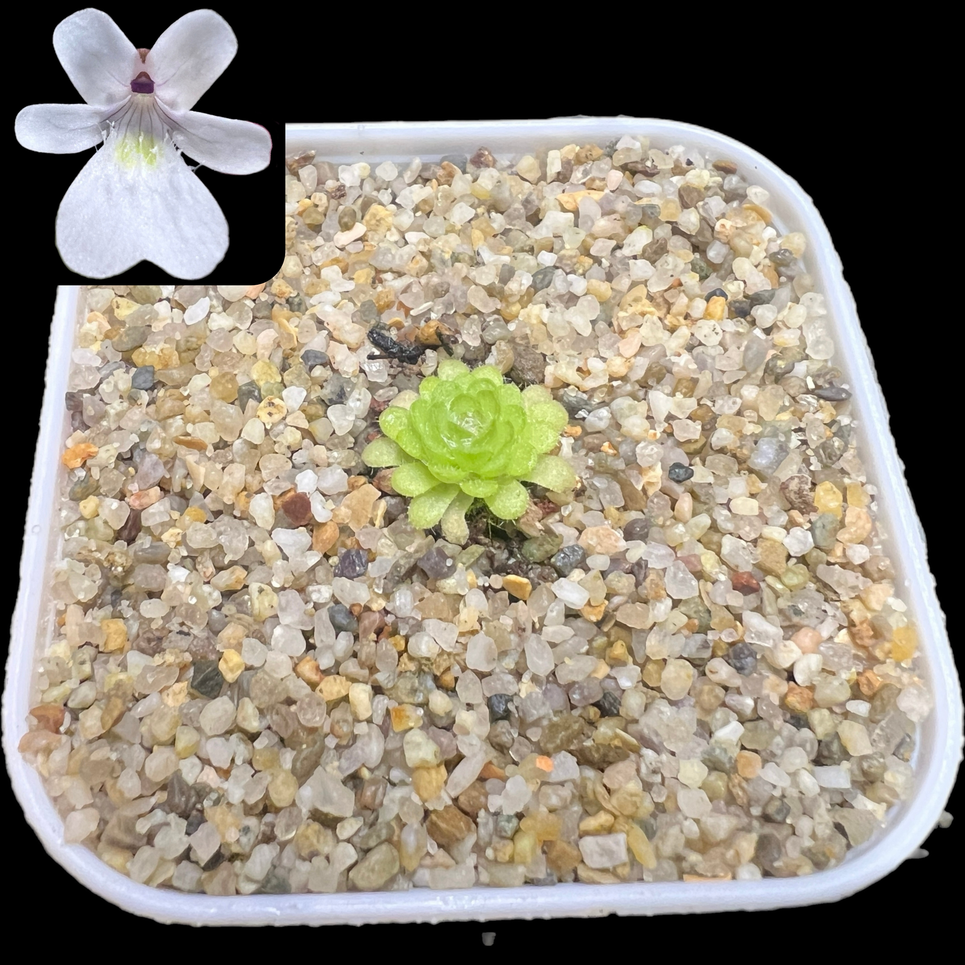 Pinguicula gracilis - Cloud Forest Flora