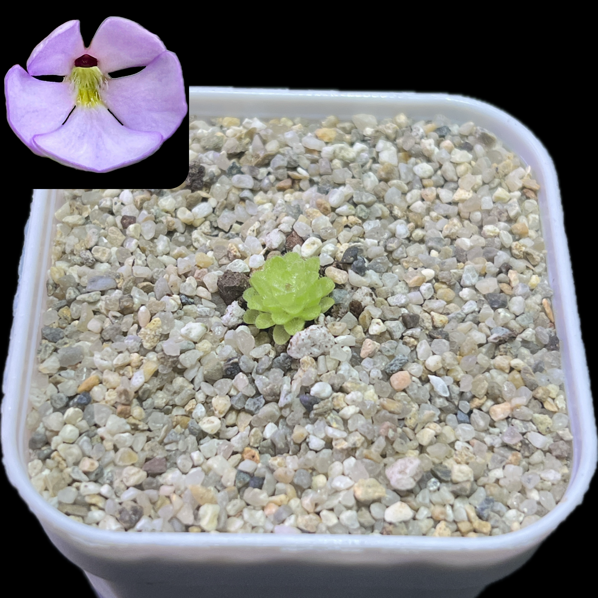 Pinguicula esseriana x immaculata - Cloud Forest Flora