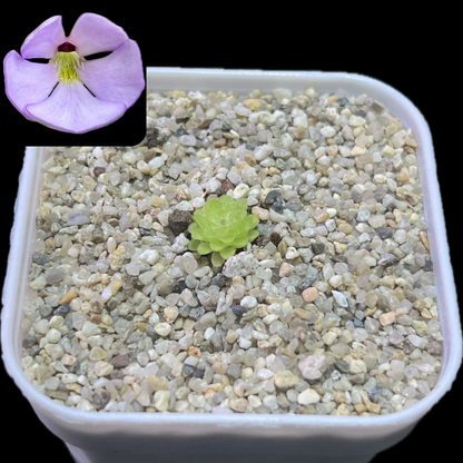 Pinguicula esseriana x immaculata - Cloud Forest Flora