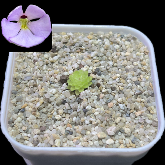 Pinguicula esseriana x immaculata - Cloud Forest Flora