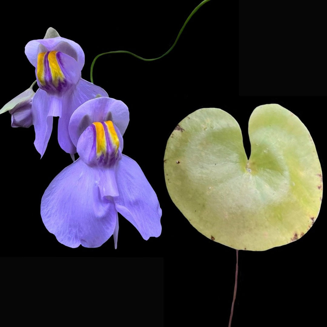 Utricularia nelumbifolia x reniformis - Cloud Forest Flora