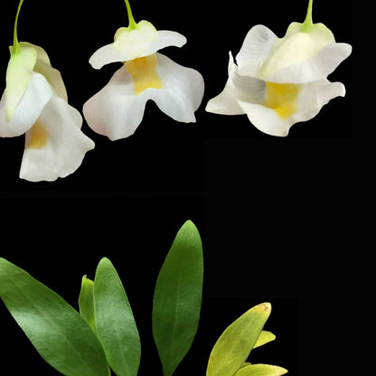 Utricularia alpina - Cloud Forest Flora