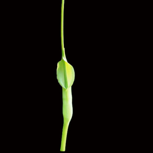 Pinellia tripartita