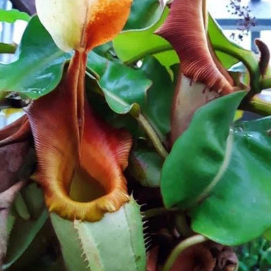 Nepenthes veitchii Gng. Mulu ISC - Cloud Forest Flora