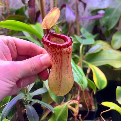 Nepenthes ventricosa Red - Cloud Forest Flora